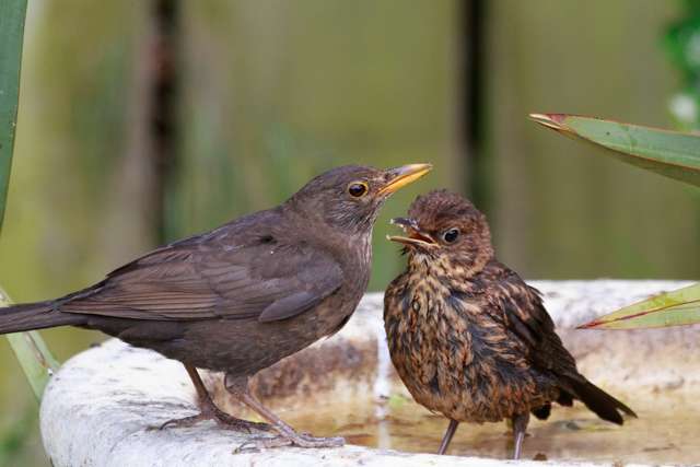 Female blackbird with brown plaumge, along with a juvenile bird with brown speckled coloring.