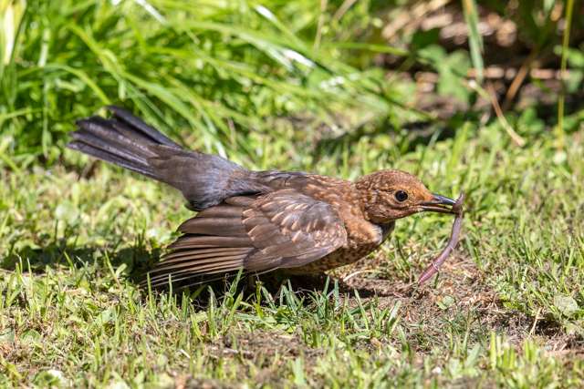 Juvenile blackbird with brown mottled plumage and yellow gape.