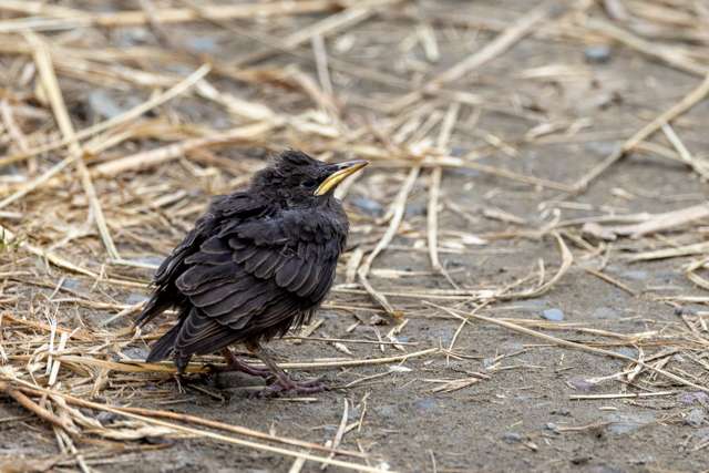 Feldgling blackbird with fluffy feathers and large yellow gape.