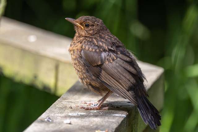 Juvenile blackbird with brown mottled plumage and yellow gape.