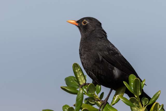 Male blackbird with sleek black plumage, orange eye ring and bill.