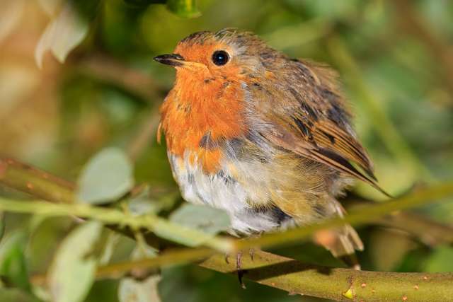 A fluffy brown bird with a bright red throat and face.