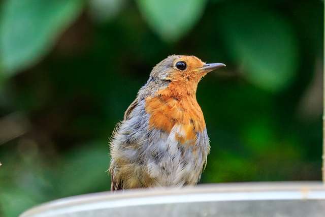 A fluffy gray bird with a bright red throat and face.