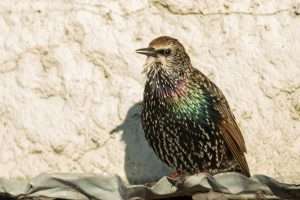 Common Starling sitting on eaves