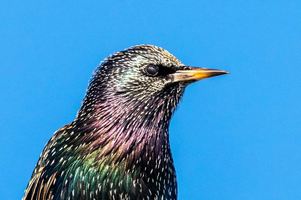 Close up shot of a Common Starling head