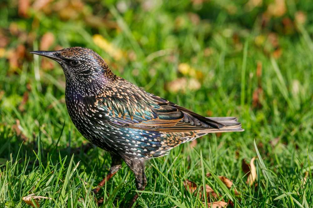 Common Starling looking around in the grass