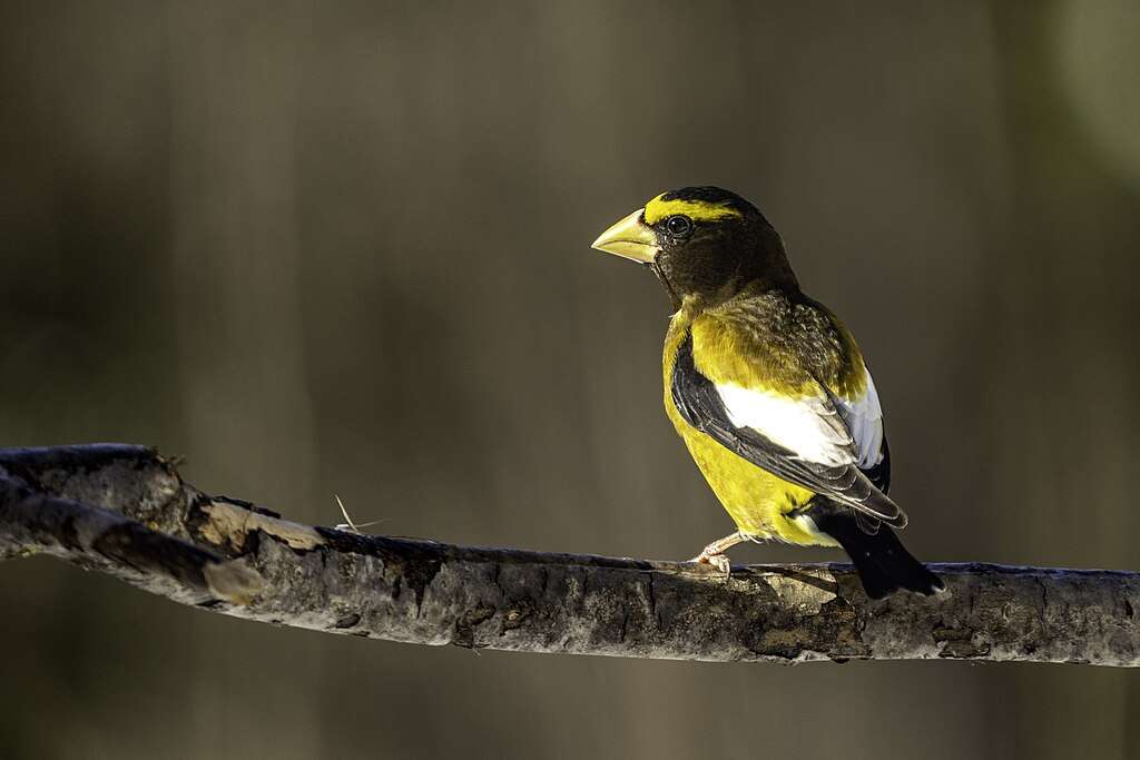 Evening Grosbeak sitting on a branch