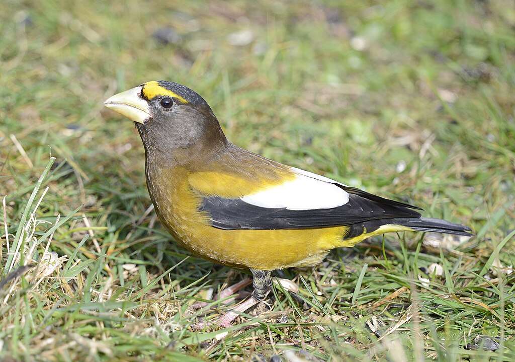 Evening Grosbeak in grass
