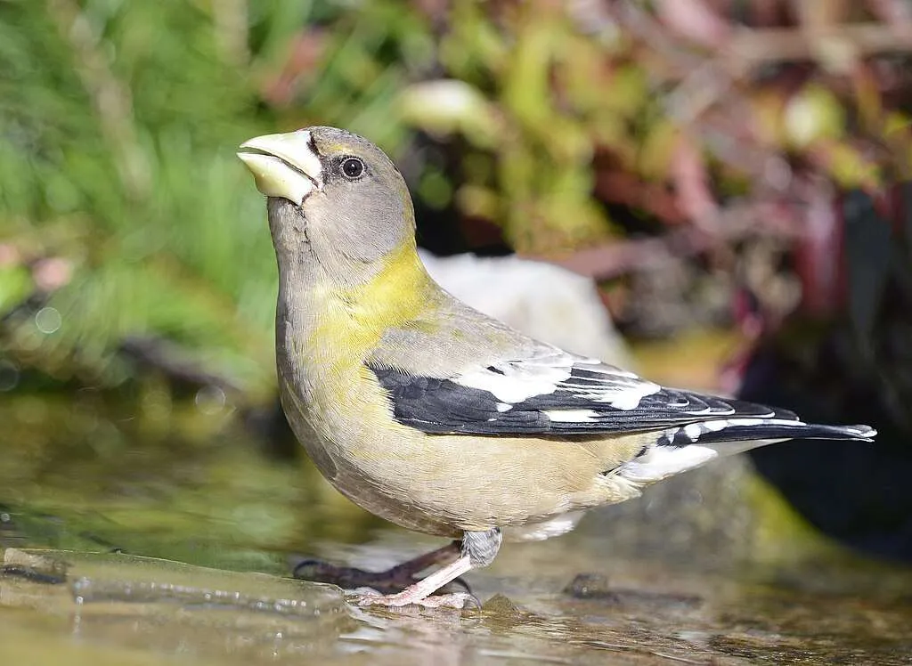 Evening Grosbeak drinking from a puddle
