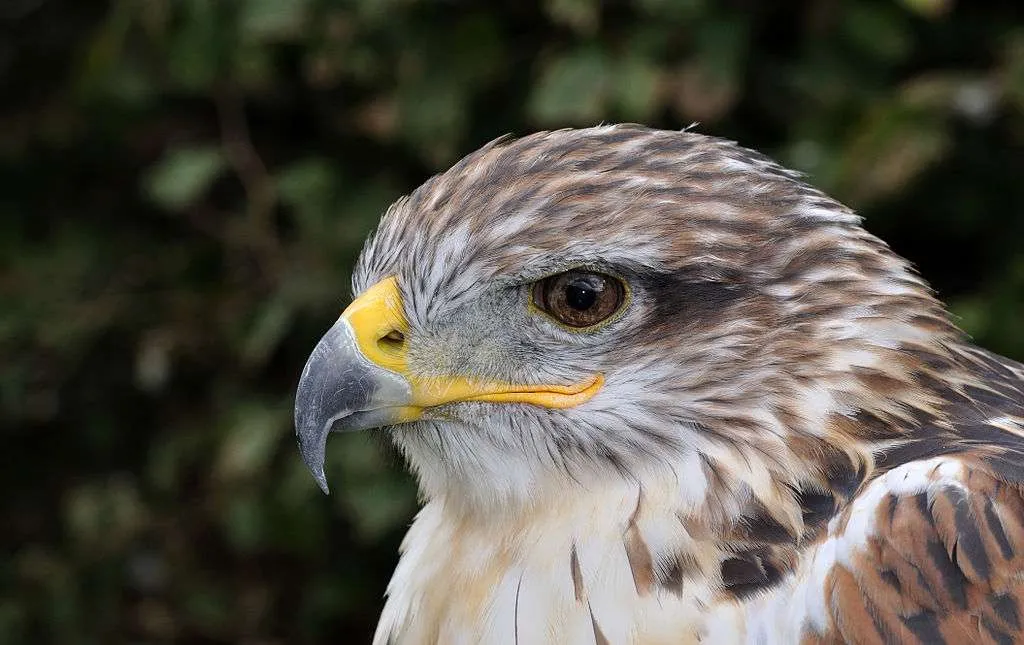 Ferruginous Hawk close up of the head