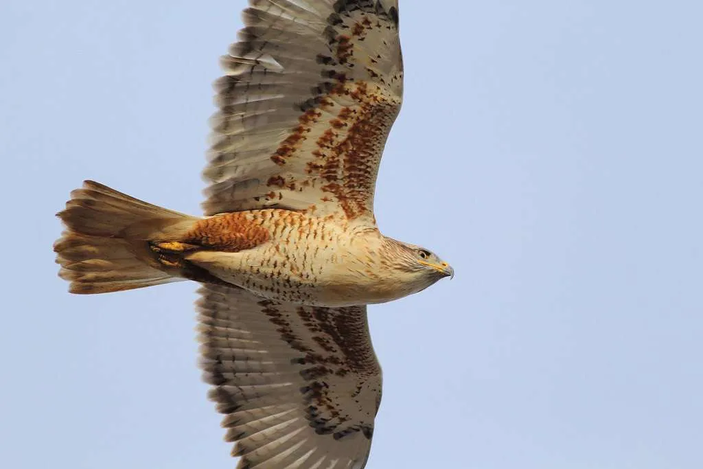 Ferruginous Hawk in flight