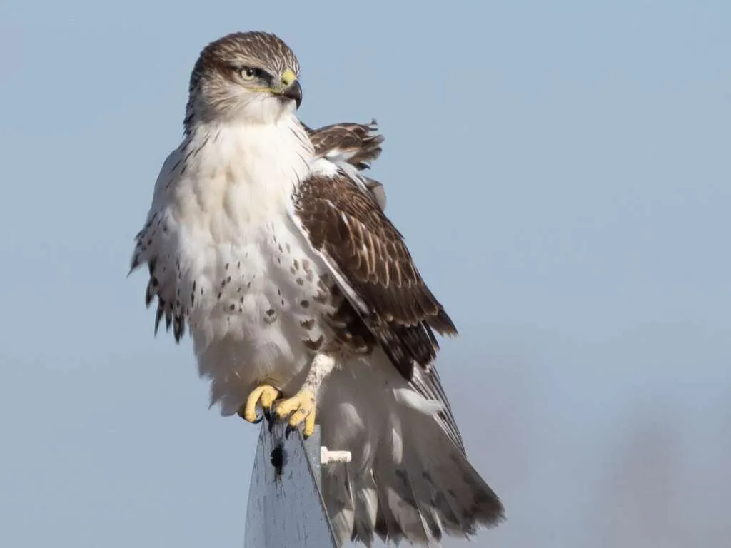 Ferruginous Hawks on a fence post