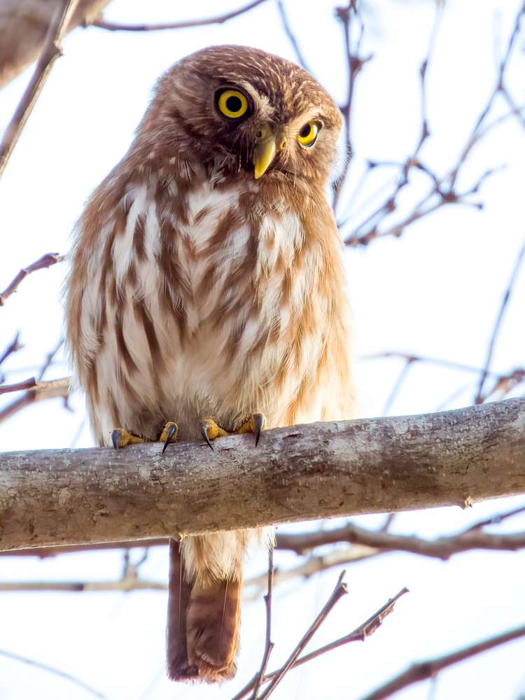 Ferruginous Pygmy-Owl looking down from a branch