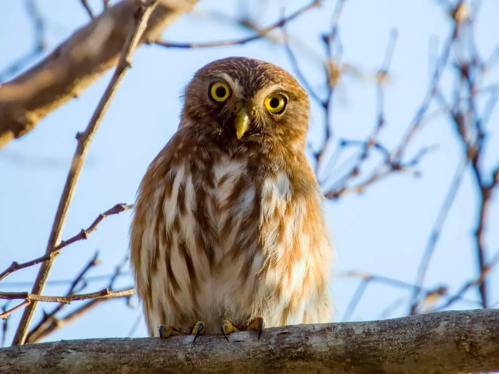 Ferruginous Pygmy-Owl on a branch