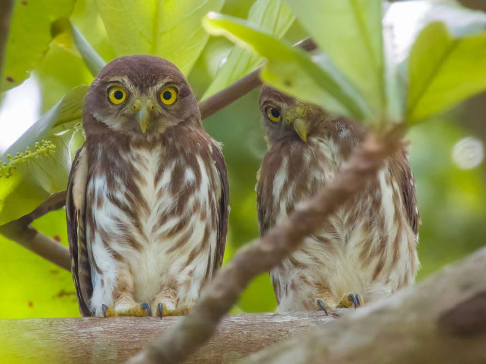 Pair of Ferruginous Pygmy-Owl peeking out from foliage