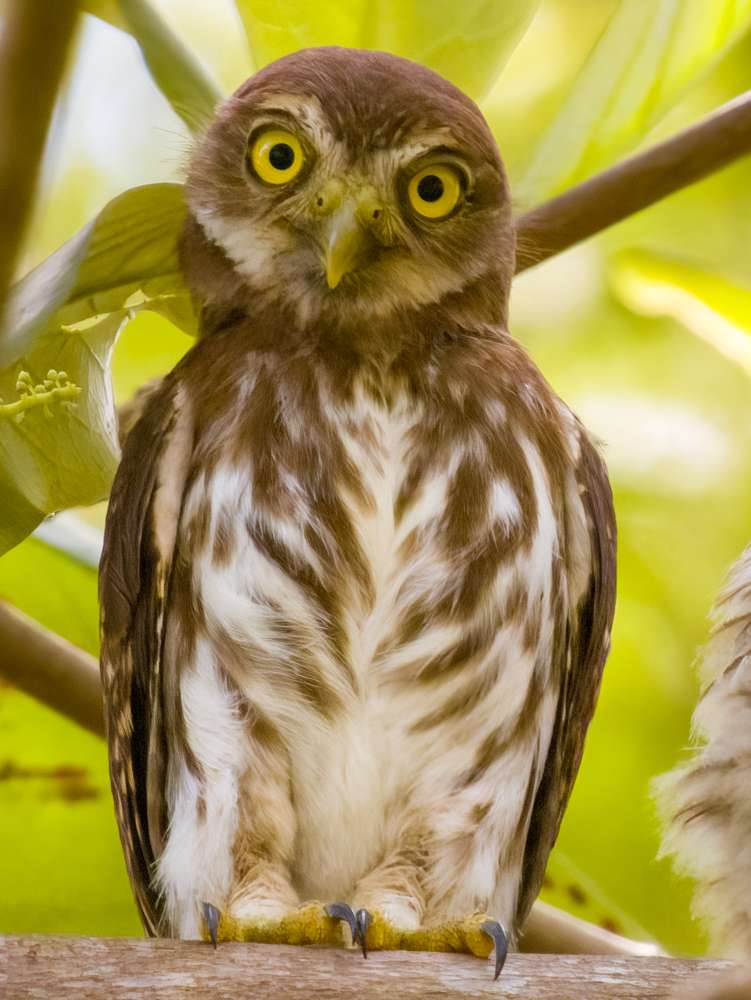 Ferruginous Pygmy-Owl looking into the camera