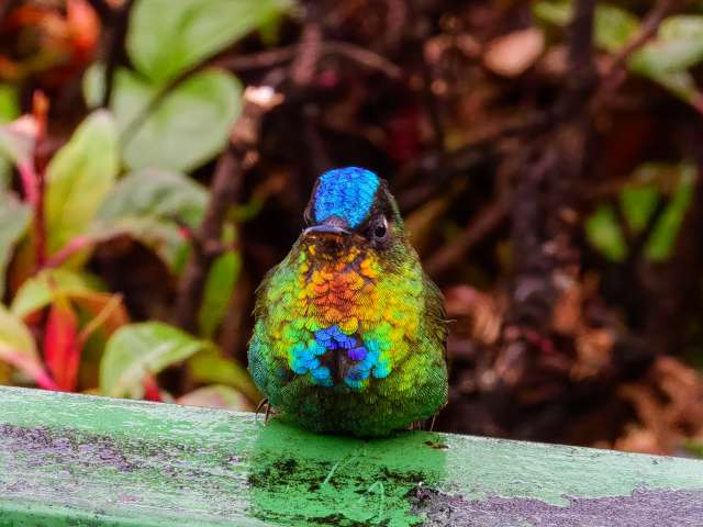 A multicolored hummingbird with a bright orange throat.