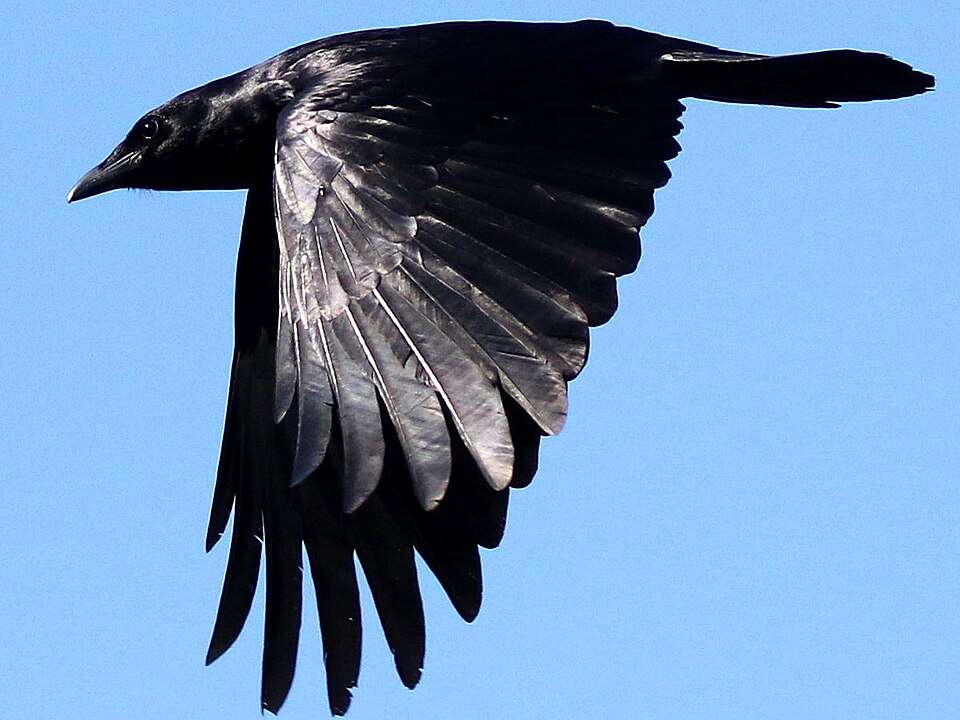 Large glossy black crow with big bill.