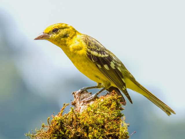 Large songbird with yellow plumage.