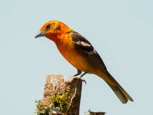 Large songbird with bright red plumage.