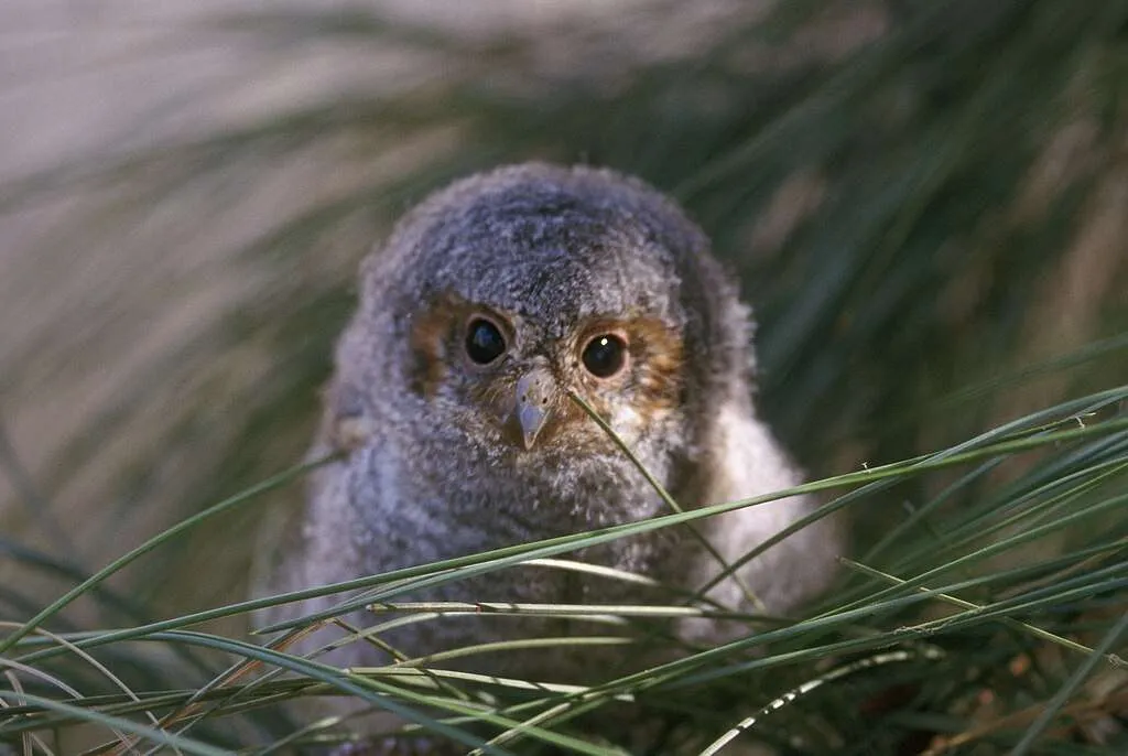 Flammulated Owl chick in grass