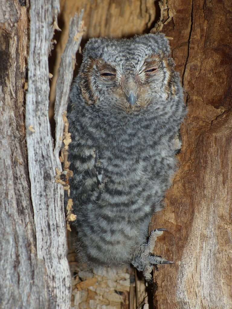 Flammulated Owl in a nesting hole