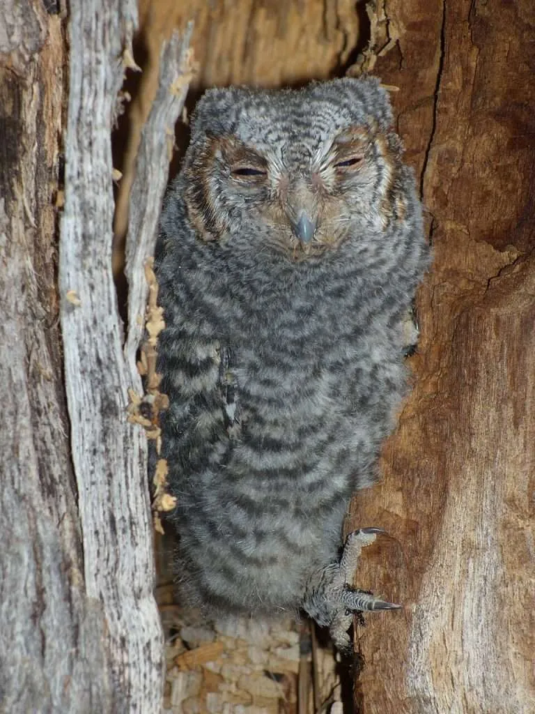 Flammulated Owl in a nesting hole