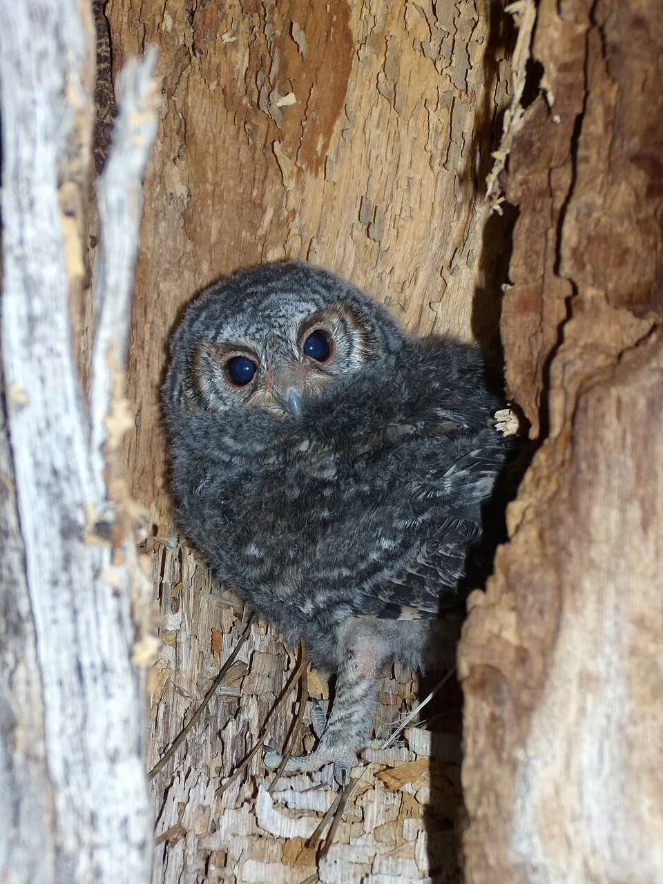 Flammulated Owl chick in a nesting cavity