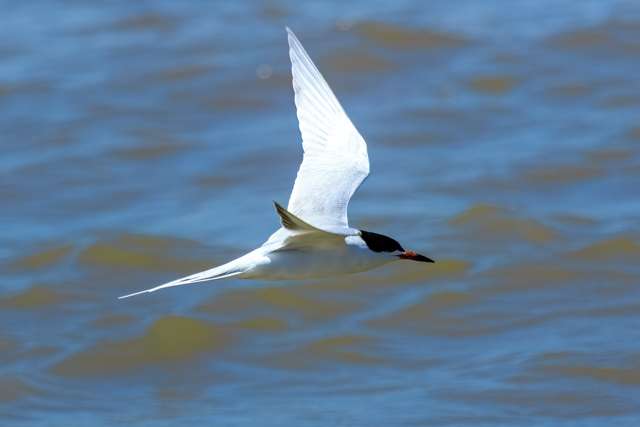 Medium sized tern with black tipped red bill.