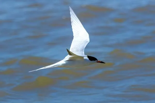 Medium sized tern with black tipped red bill.