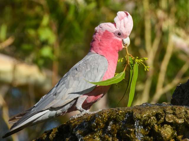 Large pink and gray parrot with pale ponk crest.