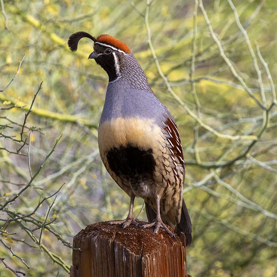 Large, colorful quail with gold, grey and brown plumage and protruding crest from the forehead.