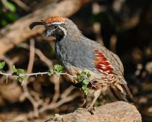 Male game bird with striking brown, cream and gray patterning and dangling black crest.