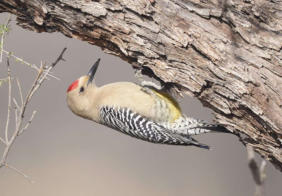 Large woodpecker with pale brown plumage and black and white ladder back and red spot on the head.