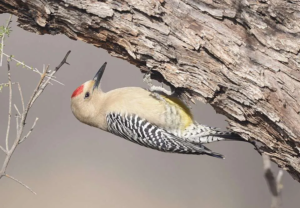 Large woodpecker with pale brown plumage and black and white ladder back and red spot on the head.