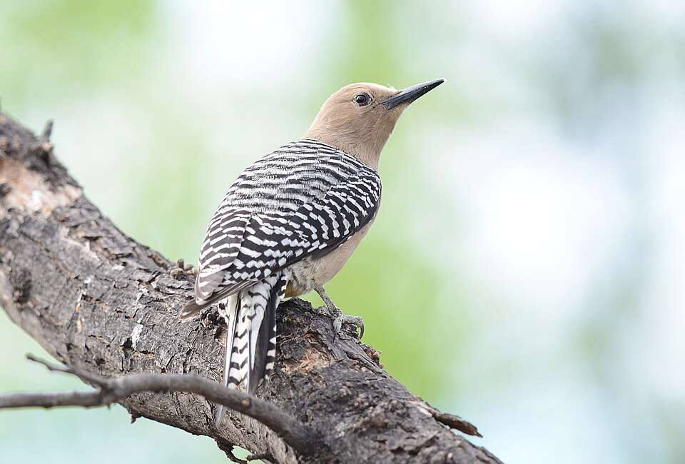 Large woodpecker with pale brown plumage and black and white ladder back and red spot on the head.
