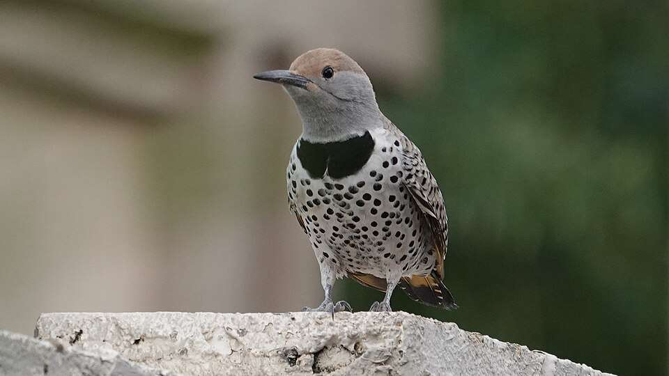 Desert based woodpecker with spotted breast and brown cap.