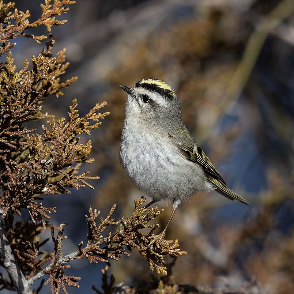 Tiny bush bird with grey plumage and a bright yellow crest.