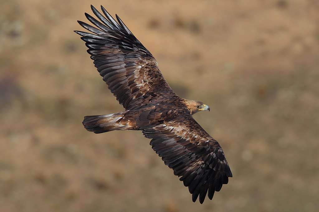 Golden Eagle in flight