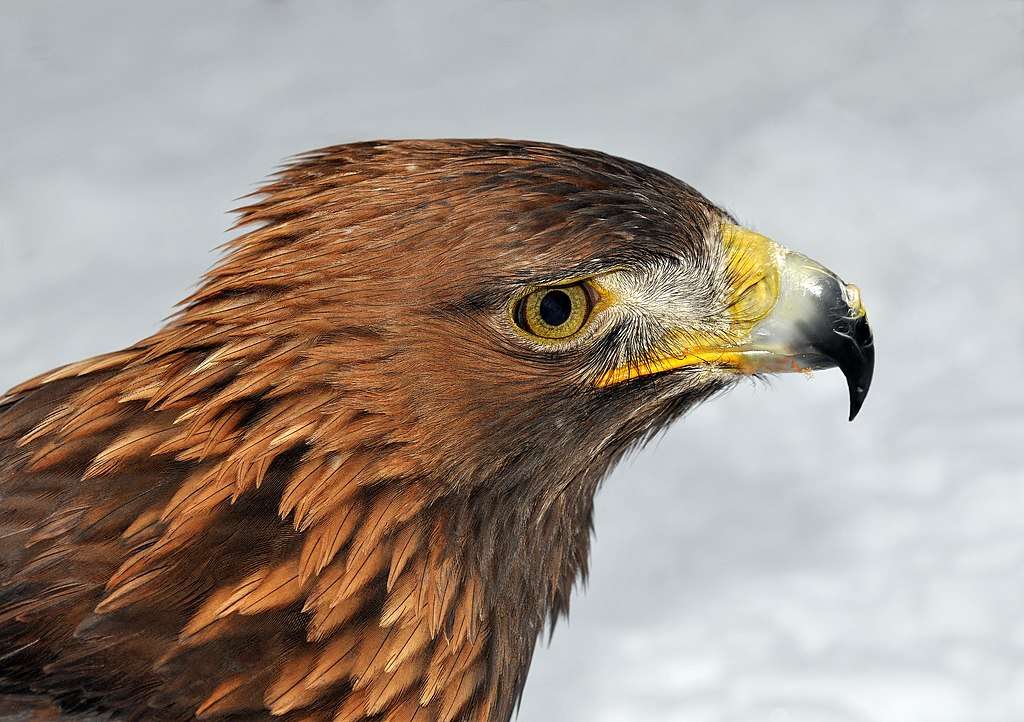 Golden Eagle close up of head.