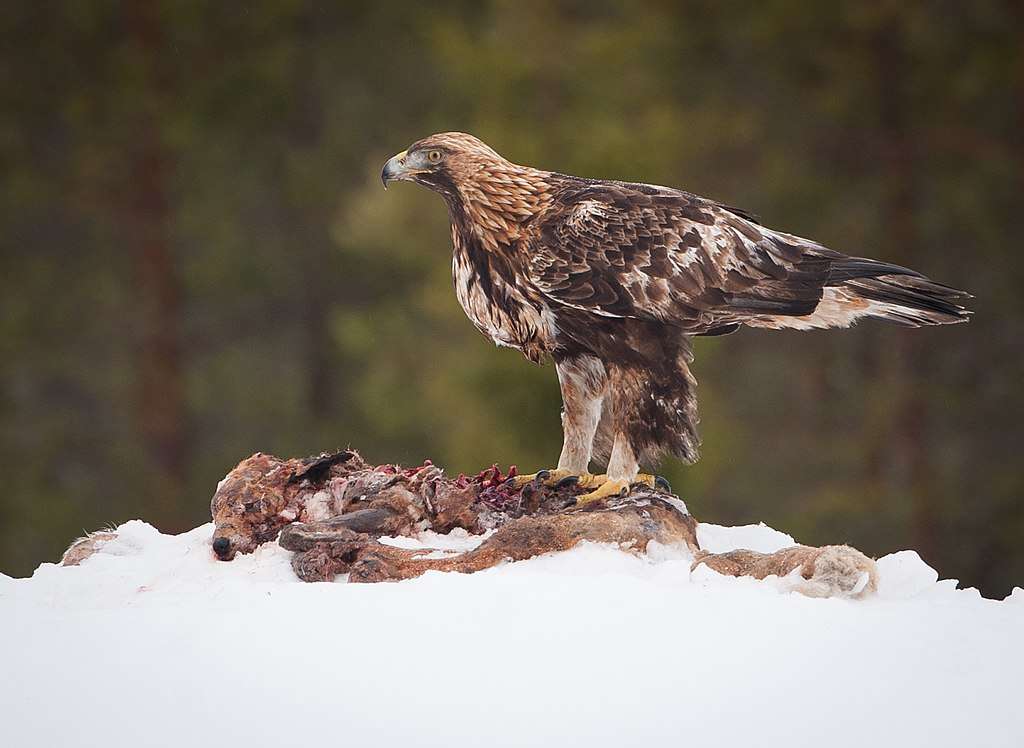 Golden Eagle with a kill