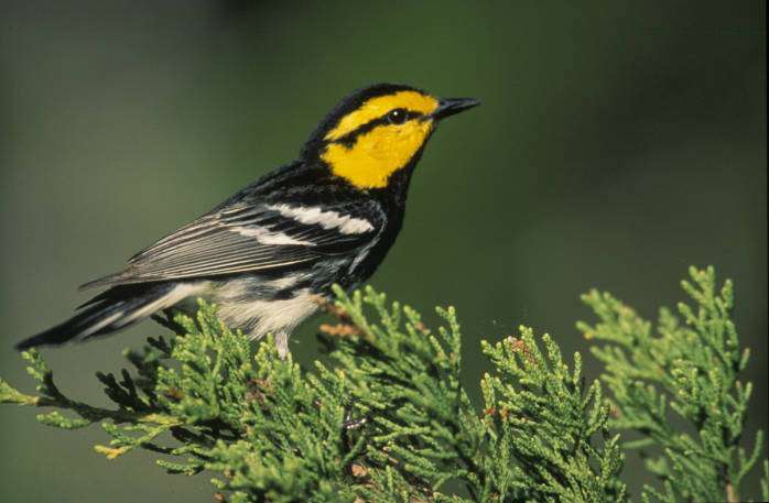 Black and white small bird with bright yellow cheeks. It is sitting in a fir tree