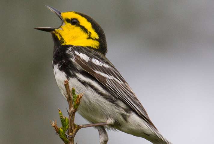 Male black and white bird with bright yellow cheeks. The mouth is wide open as it sings