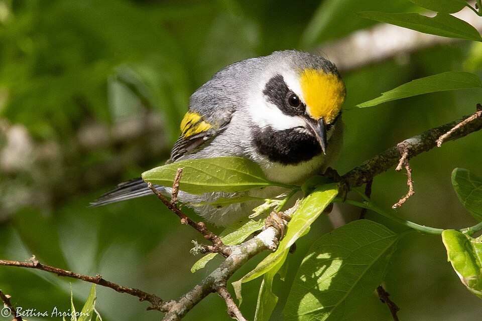 Small grey bird with black around the face and bright yellow on the forehead and wing.
