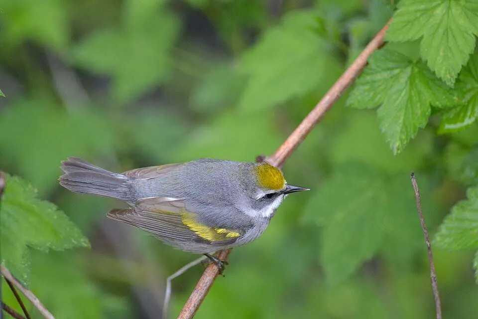 Small grey bird with black around the face and bright yellow on the forehead and wing.