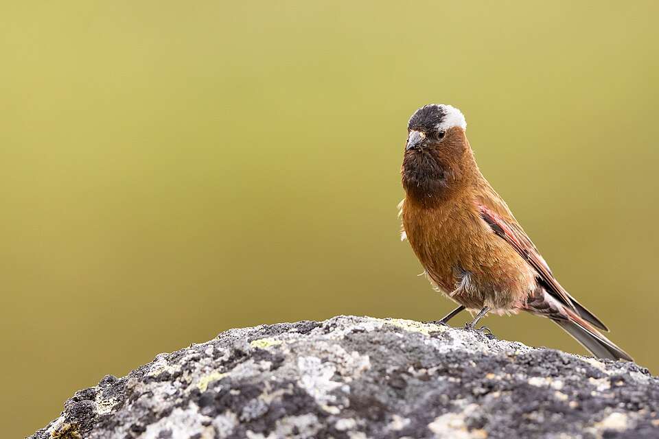 A brown finch like bird with a black cap and gray nape.