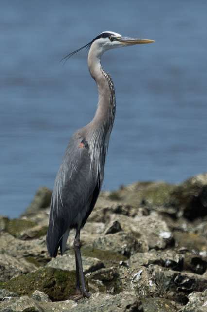 Very large heron with blue, grey and white plumage.