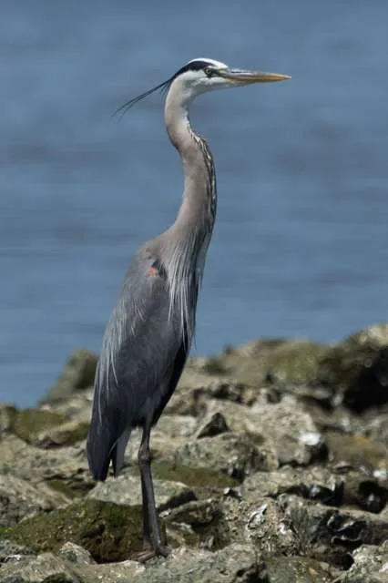 Very large heron with blue, grey and white plumage.