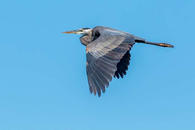 Very large heron with blue, grey and white plumage.