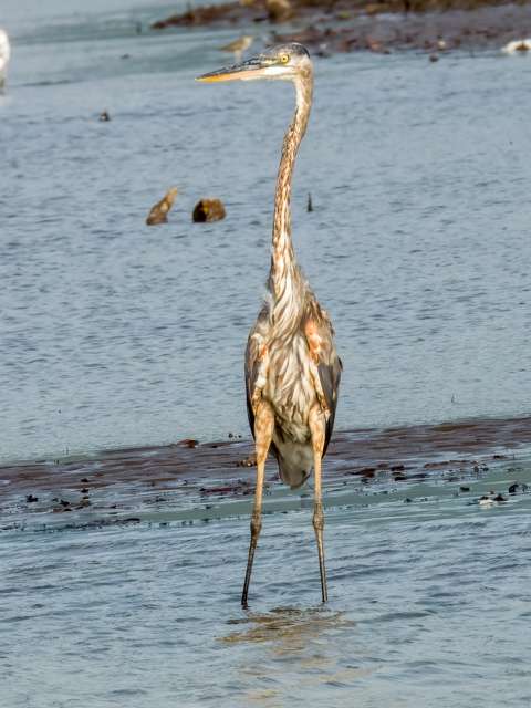 Very large heron with blue, grey and white plumage.